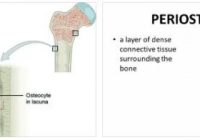 Periosteum Inflammation
